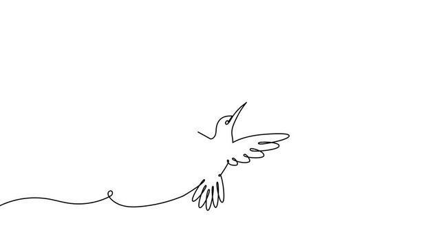 Continuous one line hummingbird bird humming art vector drawing outline. Hummingbird illustration bird logo hibiscus flower abstract feather tropical icon colibri paradise color clipart draw wing