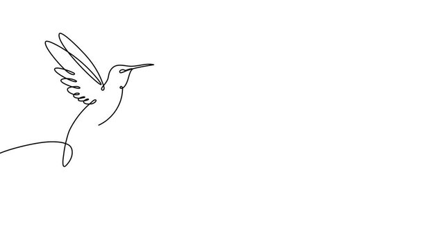 Continuous one line hummingbird bird humming art vector drawing outline. Hummingbird illustration bird logo hibiscus flower abstract feather tropical icon colibri paradise color clipart draw wing