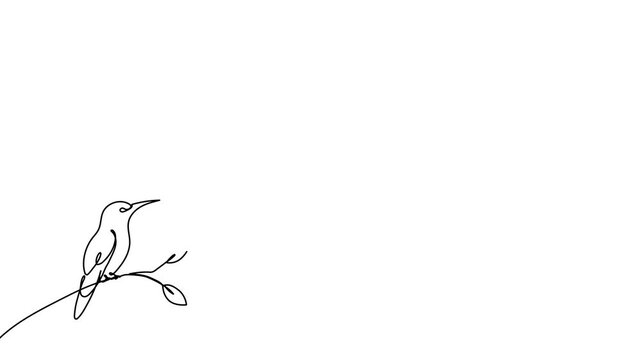 Continuous one line hummingbird bird humming art vector drawing outline. Hummingbird illustration bird logo hibiscus flower abstract feather tropical icon colibri paradise color clipart draw wing