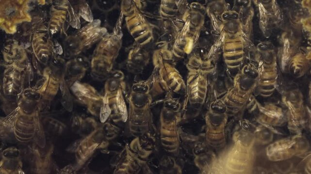 Inside a busy honey bee hive with active workers