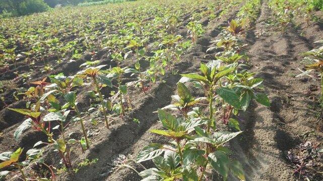 Farmer watering amaranth crop on a mexican farm