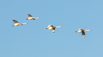 geese in flight © lazalnik