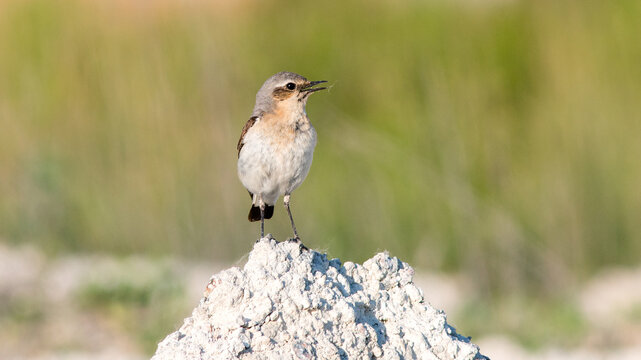 red backed shrike