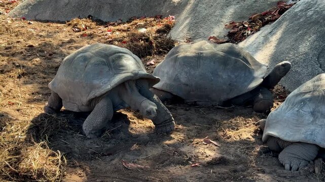 Aldabra Giant Tortoise On La Digue Island Seychelles