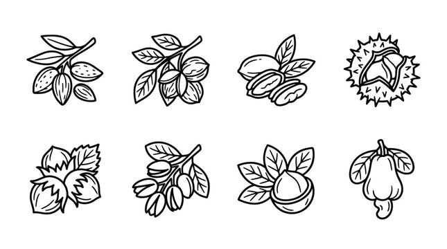 Assortment of Hand-Drawn Nuts and Seeds on Branches - Vector Icons