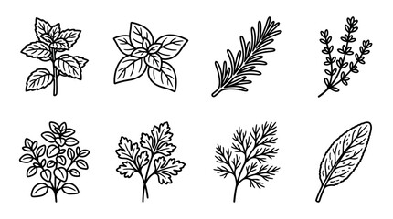 Hand-drawn culinary herbs collection: basil, rosemary, thyme, sage, parsley, dill, oregano © keenan