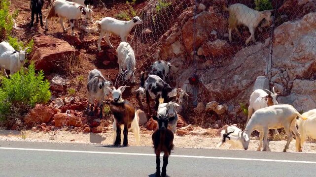 Herd Of Mountain Goats Grazing On Rocky Slope Near Asphalt Road. Domestic Animals 