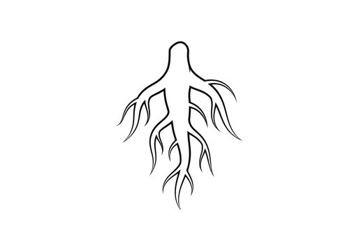 Minimalist line art illustration of a ginseng root.