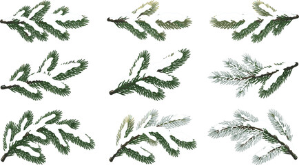 Fototapeta premium Set of snow covered pine branches with detailed needles winter botanical elements vector illustration collection