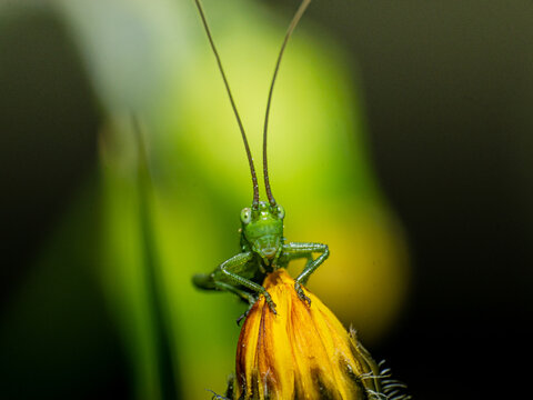 Retrato saltamontes longicorneo posado en una flor