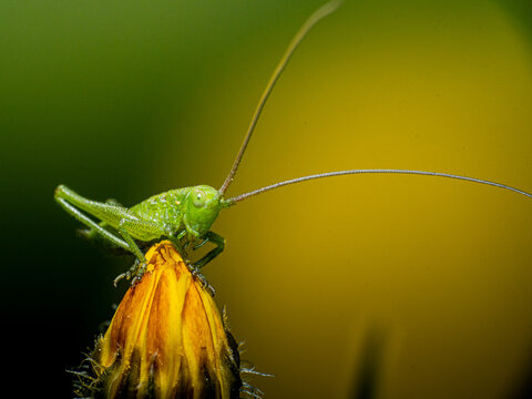 Saltamontes longicorneo de perfil