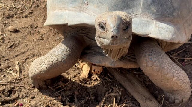 Aldabra Giant Tortoise On La Digue Island Seychelles