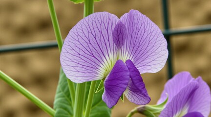 Obraz premium Close-up of purple and white pea flower bloom. Delicate petals show intricate veining with green stem and leaves. Soft brown background out of focus. Pea plant detail in garden.