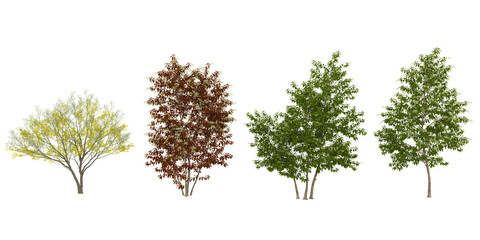 Fototapeta premium Collection of Oxydendrum,Parkinsonia plants on transparent background