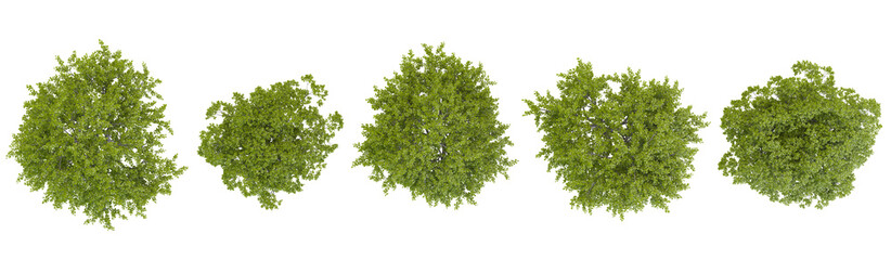 Fototapeta premium Collection of Quercus trees on transparent background from the top view