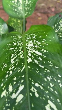 Close-up of variegated Dieffenbachia leaf with green and white patterns