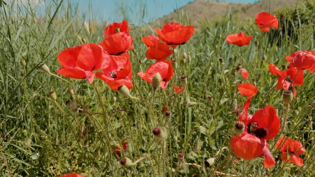 Vibrant Red Poppies Blooming In Green Grass Meadow Field. Sunny Summer Landscape 