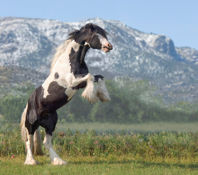 Gypsy Vanner Horse stallion rearing up with mountain in distance
