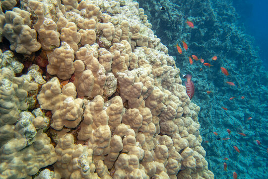 Coral reef with great Porites nodifera coral (dome coral) and Anthias fish, underwater landscape