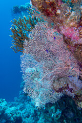 Picturesque giant sea fan (Gorgonia) in clean blue tropical water, underwater landscape © mychadre77