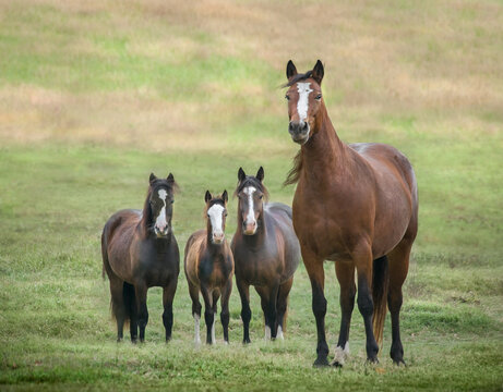 adult male and female Connemara Pony herd with foal at side