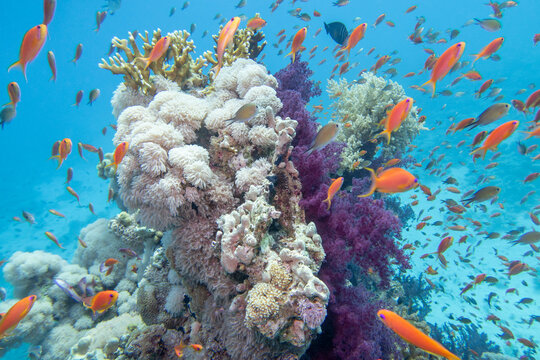 Tropical coral reef garden, marine life with colorful corals and fish Anthias in clear blue water, beauty of underwater world