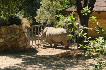 A grey rhinoceros in a spacious zoo enclosure with trees, bushes and hanging toys. © Natallya_ph