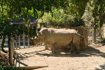 A grey rhinoceros in a spacious zoo enclosure with trees, bushes and hanging toys. © Natallya_ph