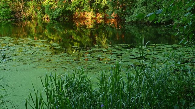 Pond covered with lily pads and green algae at forest edge