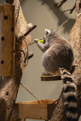 Obraz premium ring-tailed lemur perched on a small wooden platform inside an indoor enclosure, clutching and nibbling bright green lettuce amid rustic tree branches and textured bark under warm lighting, depth