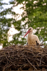 White stork in the nest © Janusz