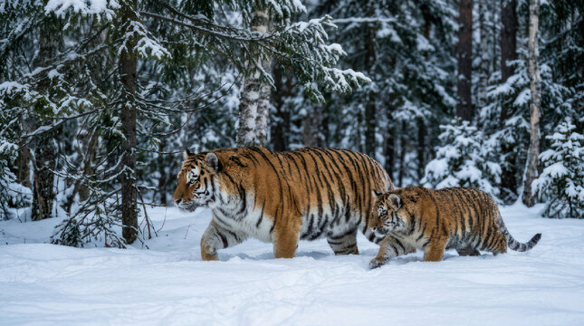 Two tigers walking through a snowy forest during winter.