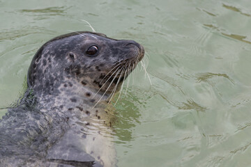 Close up of a common seal (phoca vitulina) in the water © tom