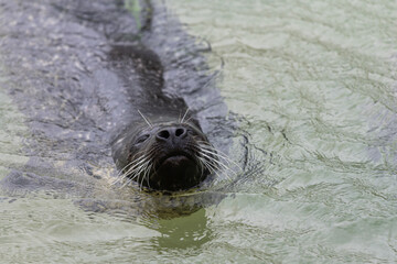 Close up of a common seal (phoca vitulina) in the water © tom