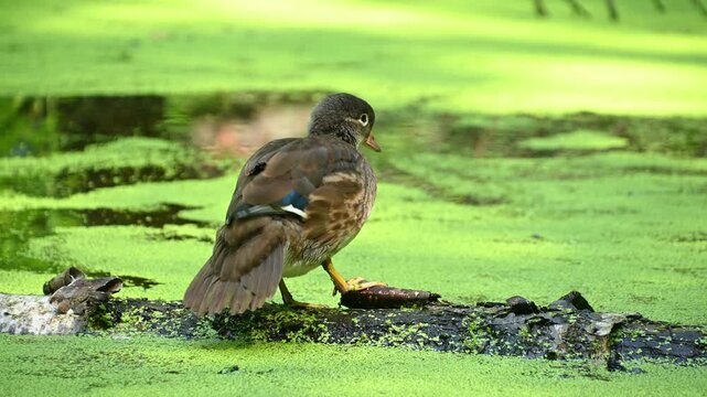 mandarin duck preening on mossy log in algae covered pond during daytime
