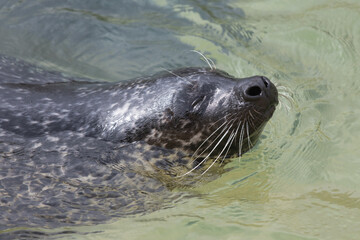 Close up of a common seal (phoca vitulina) in the water © tom