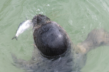 Close up of a common seal (phoca vitulina) eating a fish © tom