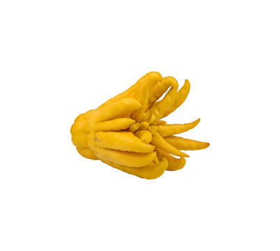 Fresh yellow Buddha hand citron fruit with unique finger like segments isolated on surface isolated on transparent background
