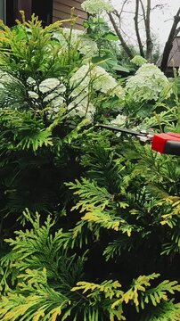 Vertical video. Gardener pruning branches of thuja plant with garden scissors. POV. Landscaping, tending to plants. Gardening concept