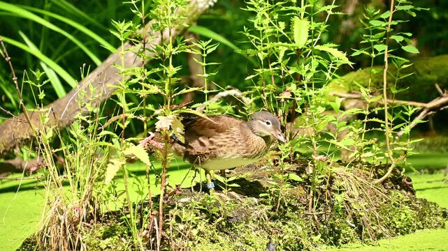 Mandarin Duck preening and resting on pond island with green algae