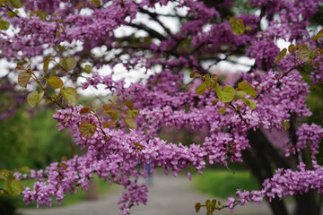 Obraz premium Blooming Redbud Tree Branches Covered With Vibrant Purple Spring Blossoms Everywhere