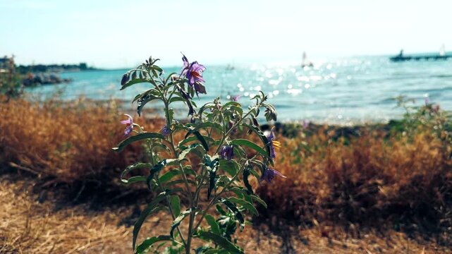 Wild Purple Flowers Blooming On Coastal Shore Against Sparkling Blue Sea Water. Sunny Summer Landscape 