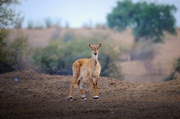 he nilgai is the largest antelope in Asia. It is ubiquitous across the northern Indian subcontinent. It is the sole living member of the genus Boselaphus, which was first scientifically described. © Rahul