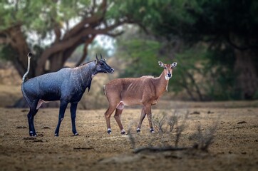 he nilgai is the largest antelope in Asia. It is ubiquitous across the northern Indian subcontinent. It is the sole living member of the genus Boselaphus, which was first scientifically described. © Rahul