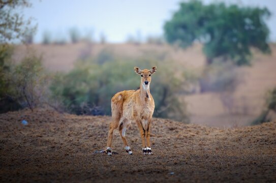 he nilgai is the largest antelope in Asia. It is ubiquitous across the northern Indian subcontinent. It is the sole living member of the genus Boselaphus, which was first scientifically described.