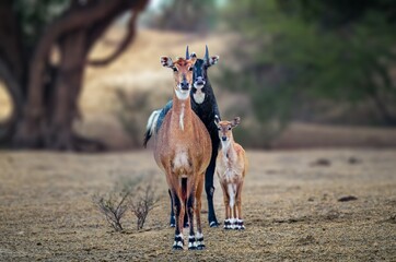 he nilgai is the largest antelope in Asia. It is ubiquitous across the northern Indian subcontinent. It is the sole living member of the genus Boselaphus, which was first scientifically described. © Rahul
