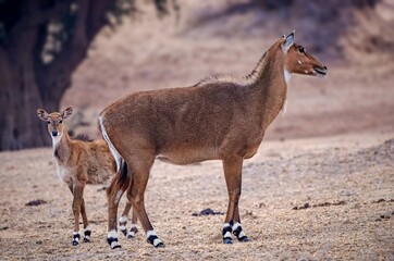 he nilgai is the largest antelope in Asia. It is ubiquitous across the northern Indian subcontinent. It is the sole living member of the genus Boselaphus, which was first scientifically described. © Rahul