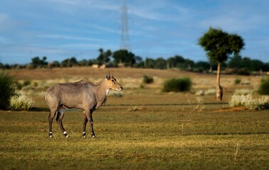 he nilgai is the largest antelope in Asia. It is ubiquitous across the northern Indian subcontinent. It is the sole living member of the genus Boselaphus, which was first scientifically described. © Rahul