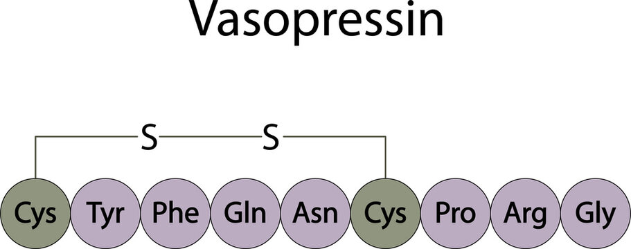 Structure of vasopressin (antidiuretic hormone)