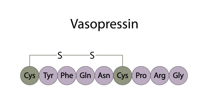Structure of vasopressin (antidiuretic hormone)